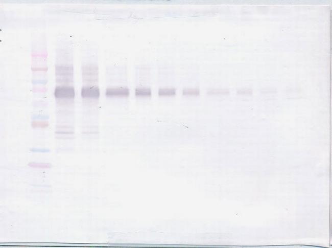 IL-12 p70 Antibody in Western Blot (WB)