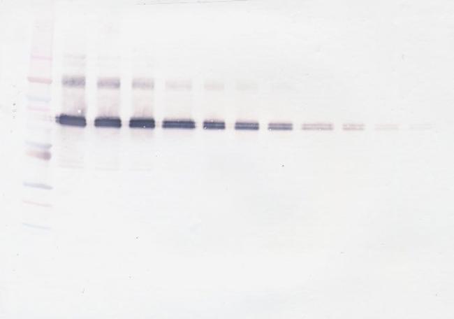 IL-12 p70 Antibody in Western Blot (WB)