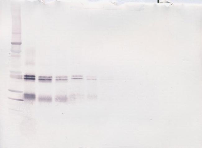 IL-12 p70 Antibody in Western Blot (WB)