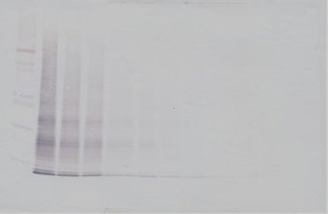 IL-15 Antibody in Western Blot (WB)