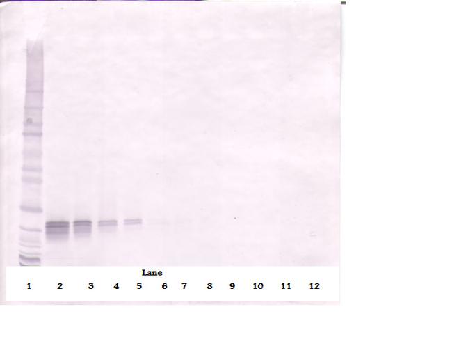 FGF16 Antibody in Western Blot (WB)