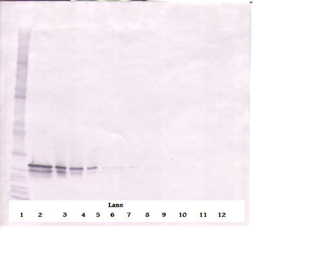 FGF16 Antibody in Western Blot (WB)