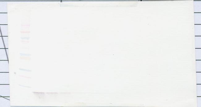 beta-2 Defensin Antibody in Western Blot (WB)