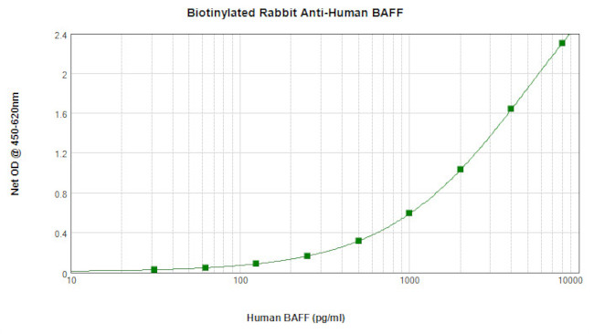 BAFF Antibody in ELISA (ELISA)