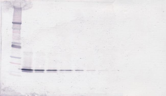 BAFF Antibody in Western Blot (WB)