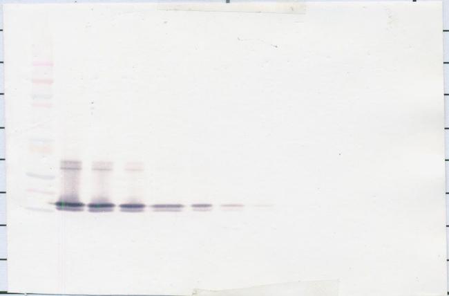 BAFF Antibody in Western Blot (WB)