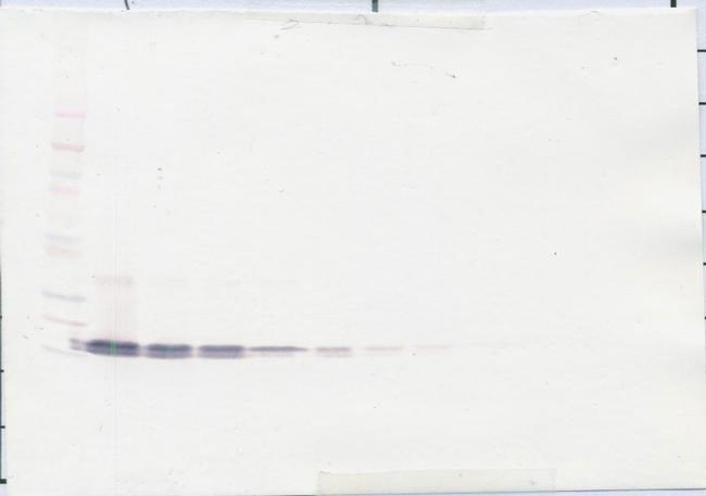 BAFF Antibody in Western Blot (WB)