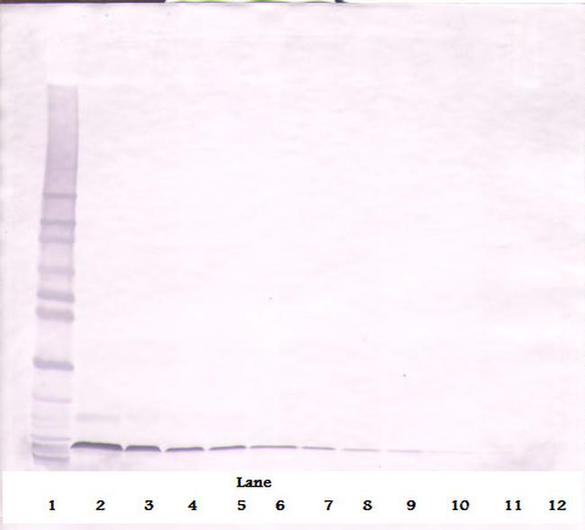 CXCL12 alpha (SDF-1 alpha) Antibody in Western Blot (WB)