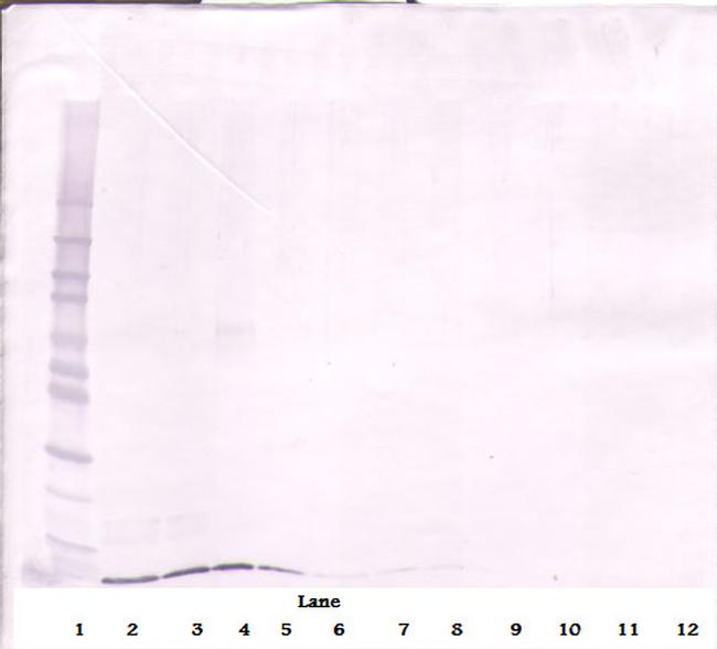 CXCL12 alpha (SDF-1 alpha) Antibody in Western Blot (WB)