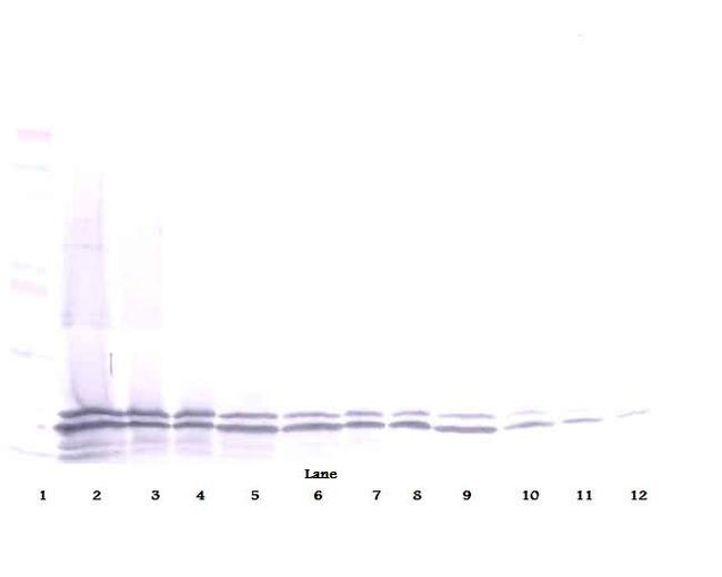 CD267 (TACI) Antibody in Western Blot (WB)