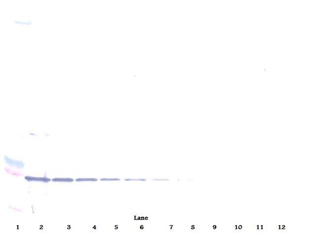 CD137 Antibody in Western Blot (WB)