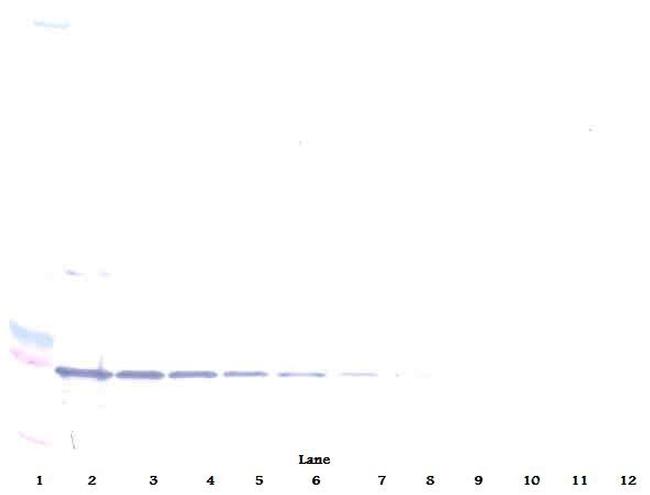 CD137 Antibody in Western Blot (WB)