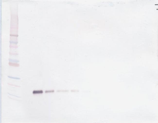 TNFR2 (soluble) Antibody in Western Blot (WB)