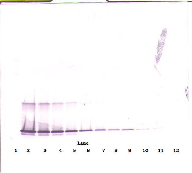 4-1BB Ligand Antibody in Western Blot (WB)