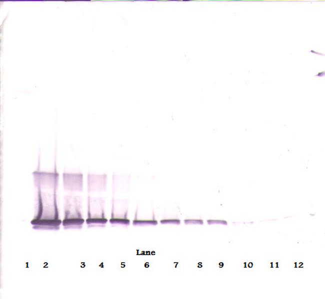 4-1BB Ligand Antibody in Western Blot (WB)