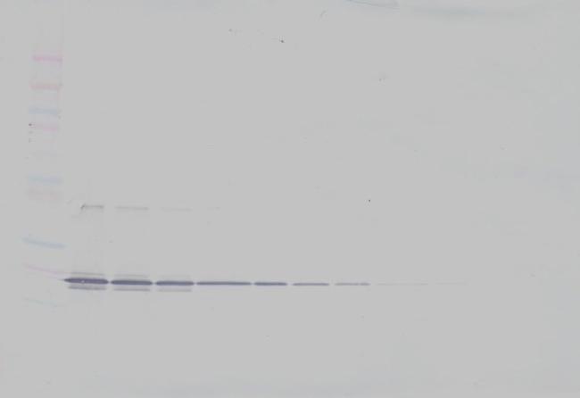 4-1BB Ligand Antibody in Western Blot (WB)