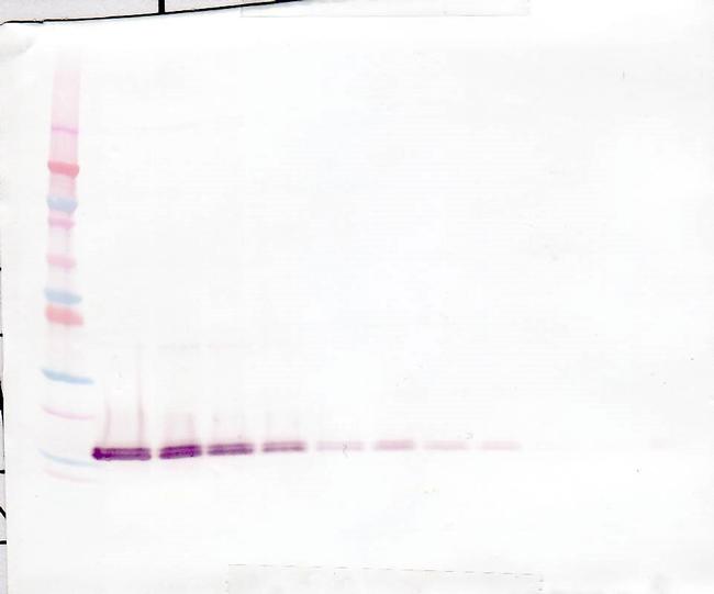 FGF1 Antibody in Western Blot (WB)