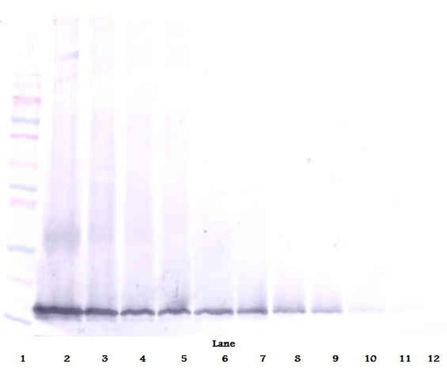 Midkine Antibody in Western Blot (WB)