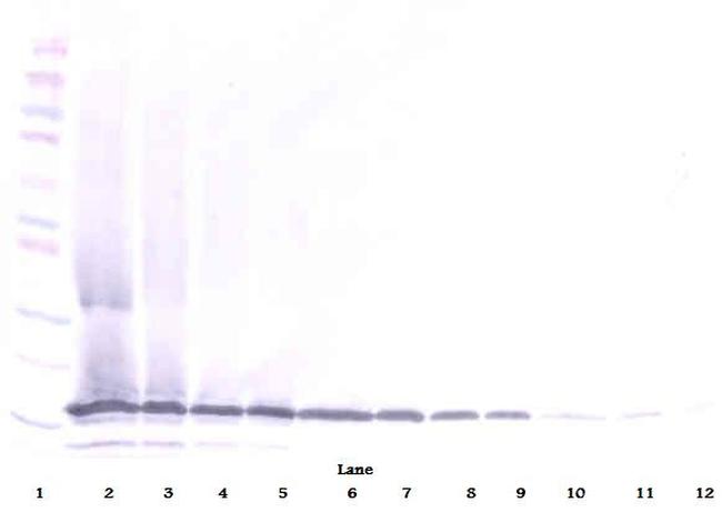 Midkine Antibody in Western Blot (WB)