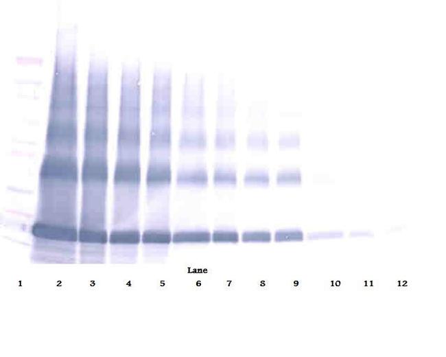 EMAP II Antibody in Western Blot (WB)