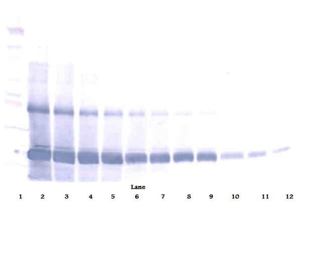 EMAP II Antibody in Western Blot (WB)