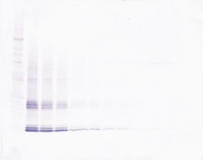 IL-15 Antibody in Western Blot (WB)