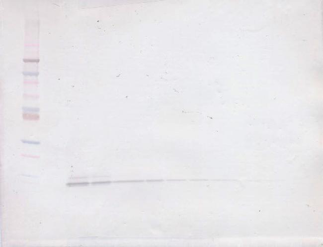 EGF Antibody in Western Blot (WB)