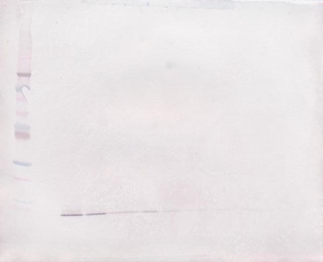 EGF Antibody in Western Blot (WB)