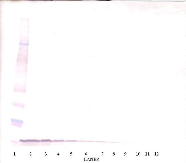 EGF Antibody in Western Blot (WB)