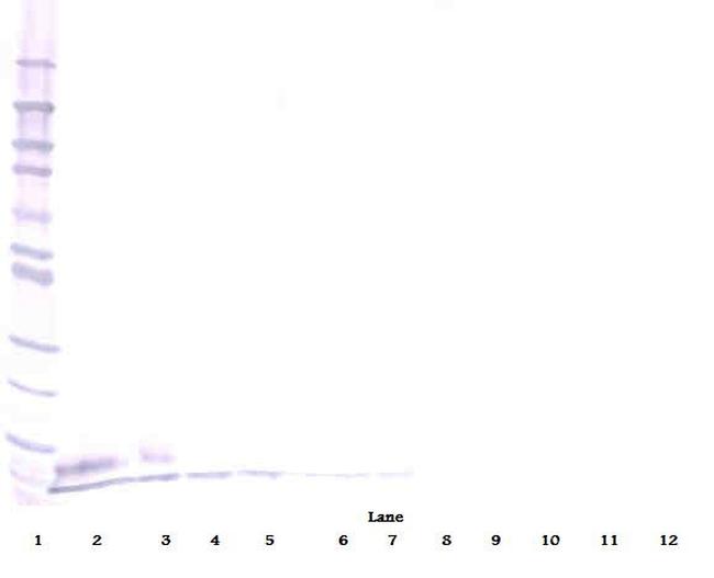 EGF Antibody in Western Blot (WB)