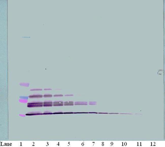 MDC Antibody in Western Blot (WB)