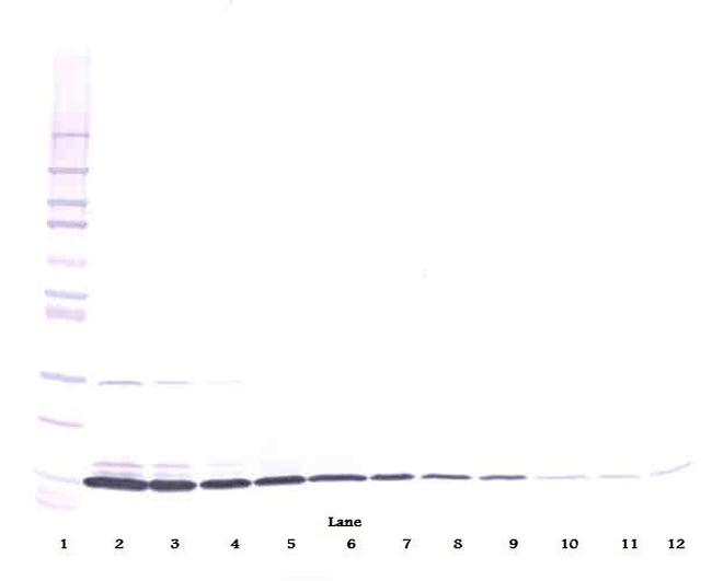 IL-3 beta Antibody in Western Blot (WB)