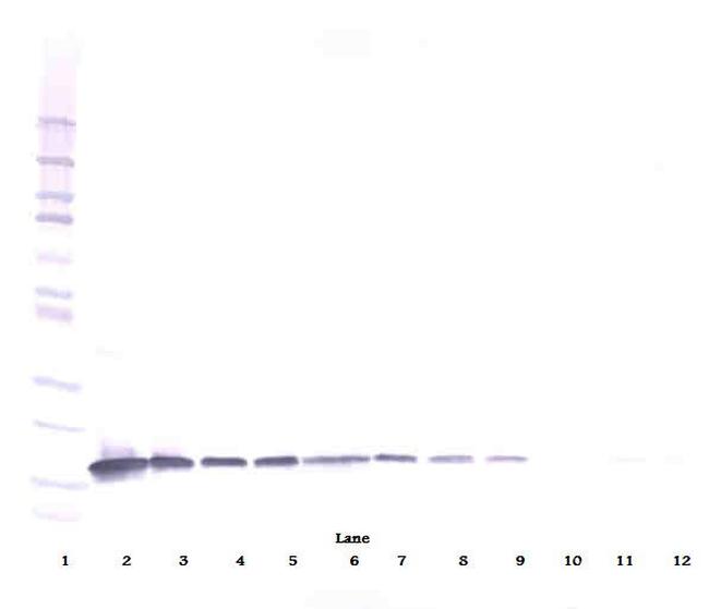 IL-3 beta Antibody in Western Blot (WB)