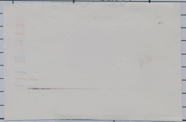 IL-13 Antibody in Western Blot (WB)