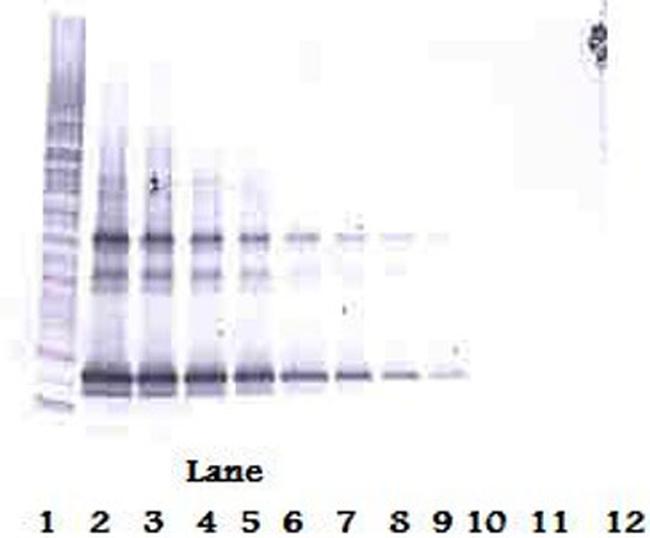 LIGHT Antibody in Western Blot (WB)