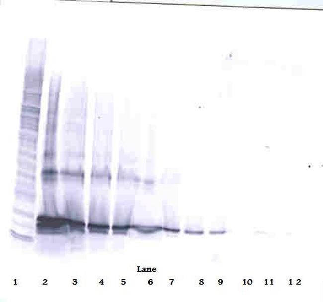 LIGHT Antibody in Western Blot (WB)