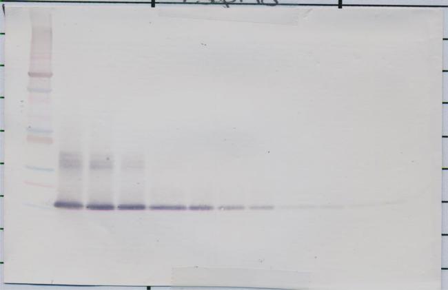 FGF1 Antibody in Western Blot (WB)