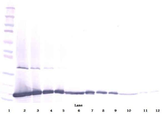 FGF2 Antibody in Western Blot (WB)