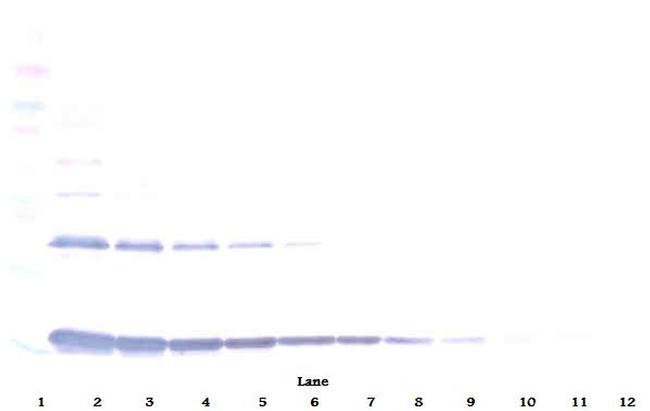 IL-1 alpha Antibody in Western Blot (WB)