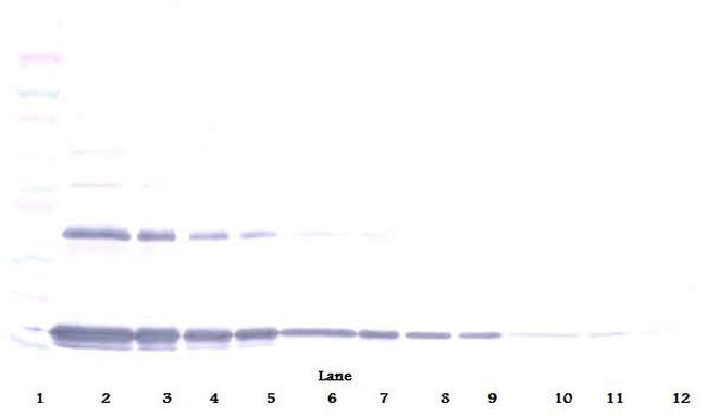 IL-1 alpha Antibody in Western Blot (WB)