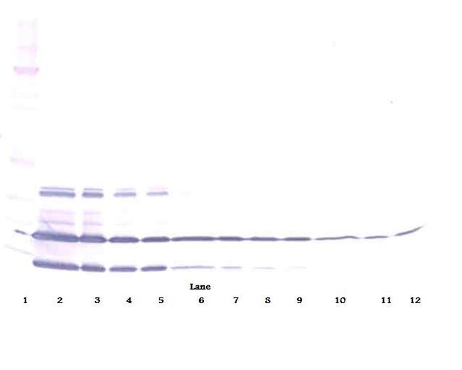 Resistin Antibody in Western Blot (WB)