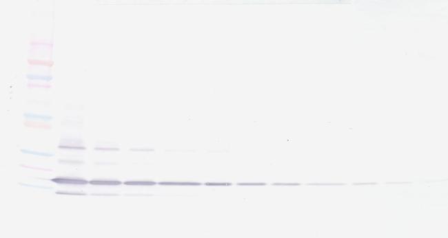 Resistin Antibody in Western Blot (WB)