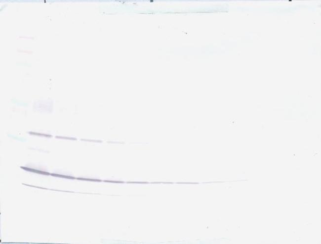 Resistin Antibody in Western Blot (WB)