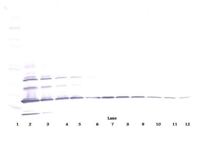 Resistin Antibody in Western Blot (WB)