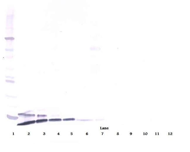 Resistin Antibody in Western Blot (WB)