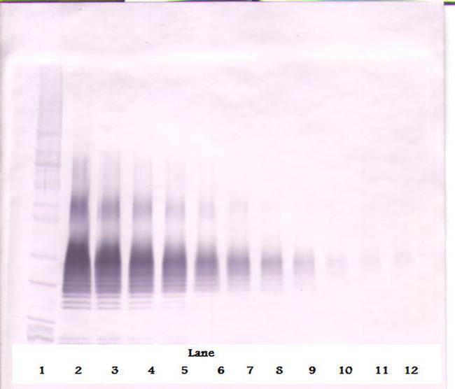 CD178 (soluble) Antibody in Western Blot (WB)