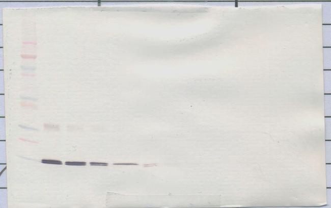 Leptin Antibody in Western Blot (WB)