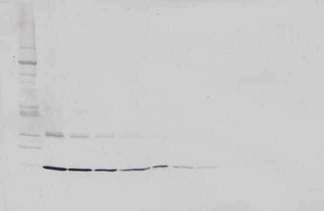 Leptin Antibody in Western Blot (WB)