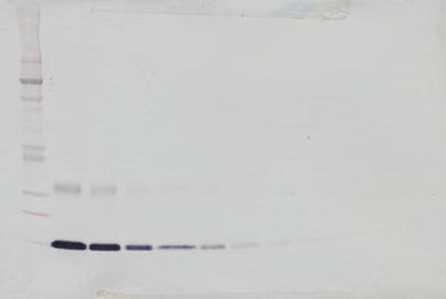 Leptin Antibody in Western Blot (WB)