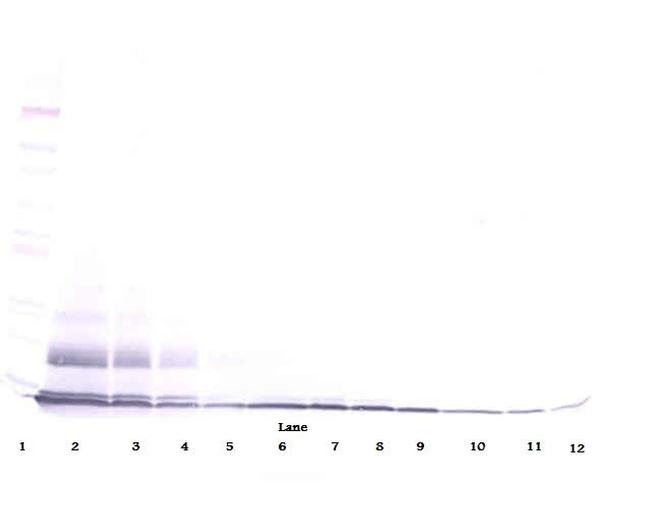 PROK1 Antibody in Western Blot (WB)